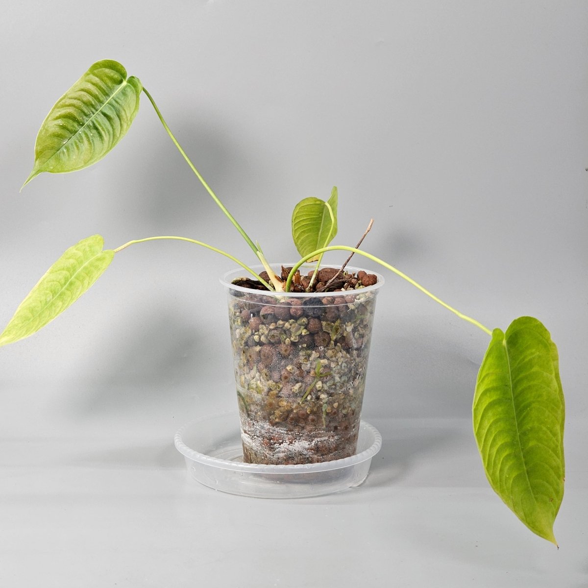 Rare Houseplants - Anthurium Veitchi 1 11cm - Odd Leaf