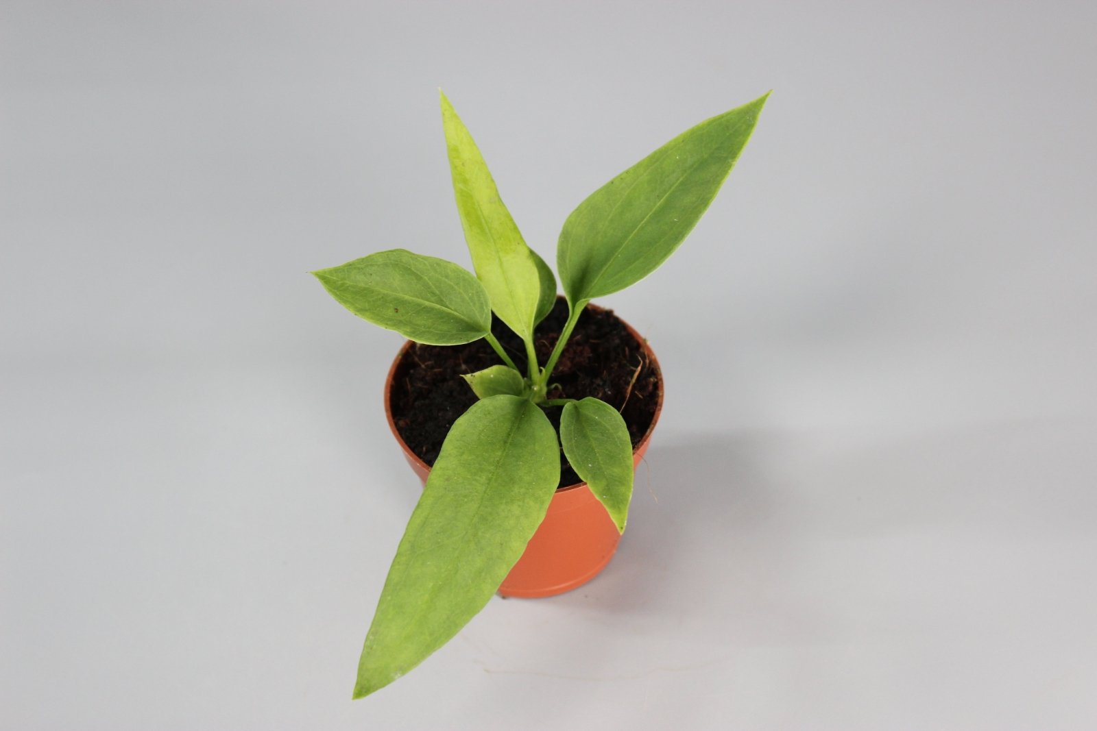 Rare Houseplants - Anthurium Veitchii - Odd Leaf