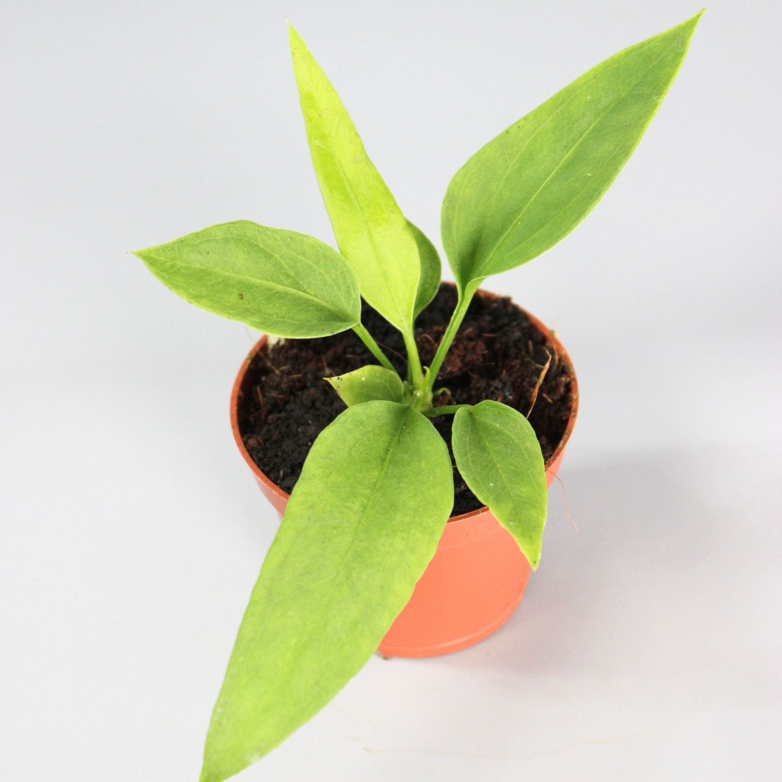 Rare Houseplants - Anthurium Veitchii - Odd Leaf