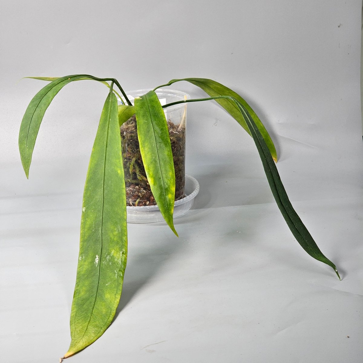Rare Houseplants - Anthurium Vittarifolium 1 11cm - Odd Leaf