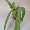 Rare Houseplants - Anthurium Vittarifolium - Odd Leaf