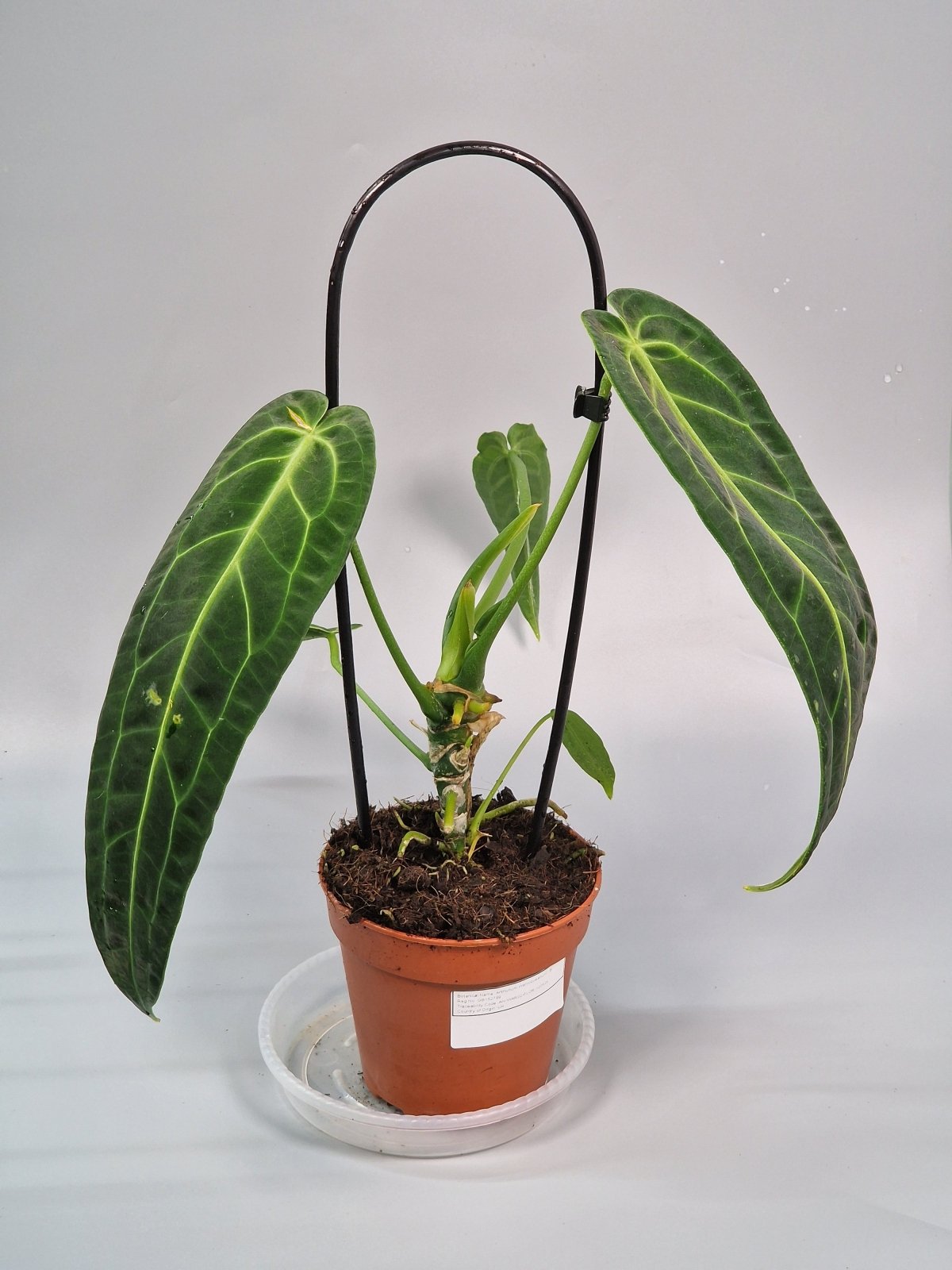 Rare Houseplants - Anthurium Warocqueanum - B | Rare Houseplants - Odd Leaf