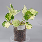 Rare Houseplants - Epipremnum Aureum 'manjula' - A | Rare Houseplants - Odd Leaf