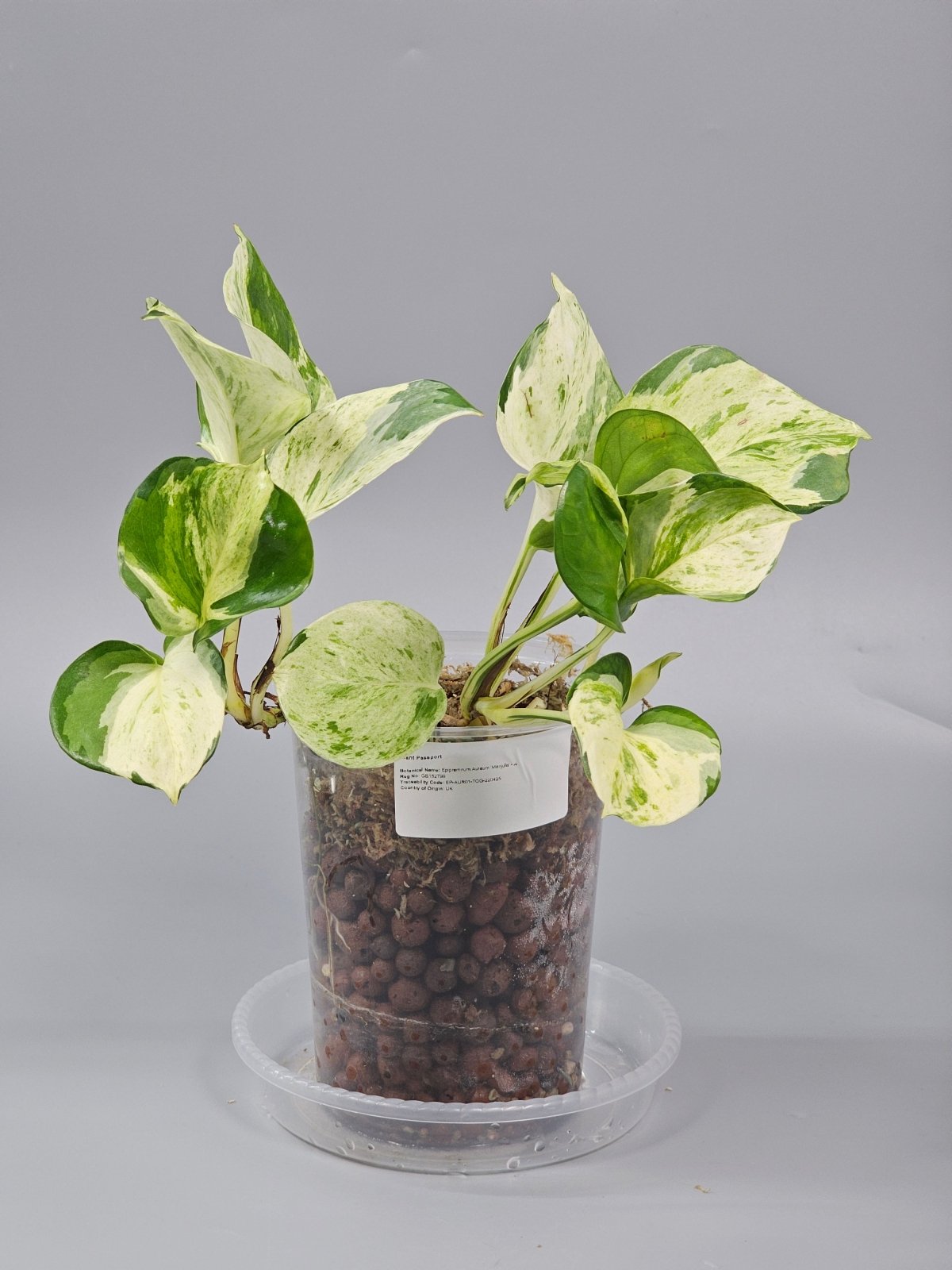 Rare Houseplants - Epipremnum Aureum 'manjula' - A | Rare Houseplants - Odd Leaf