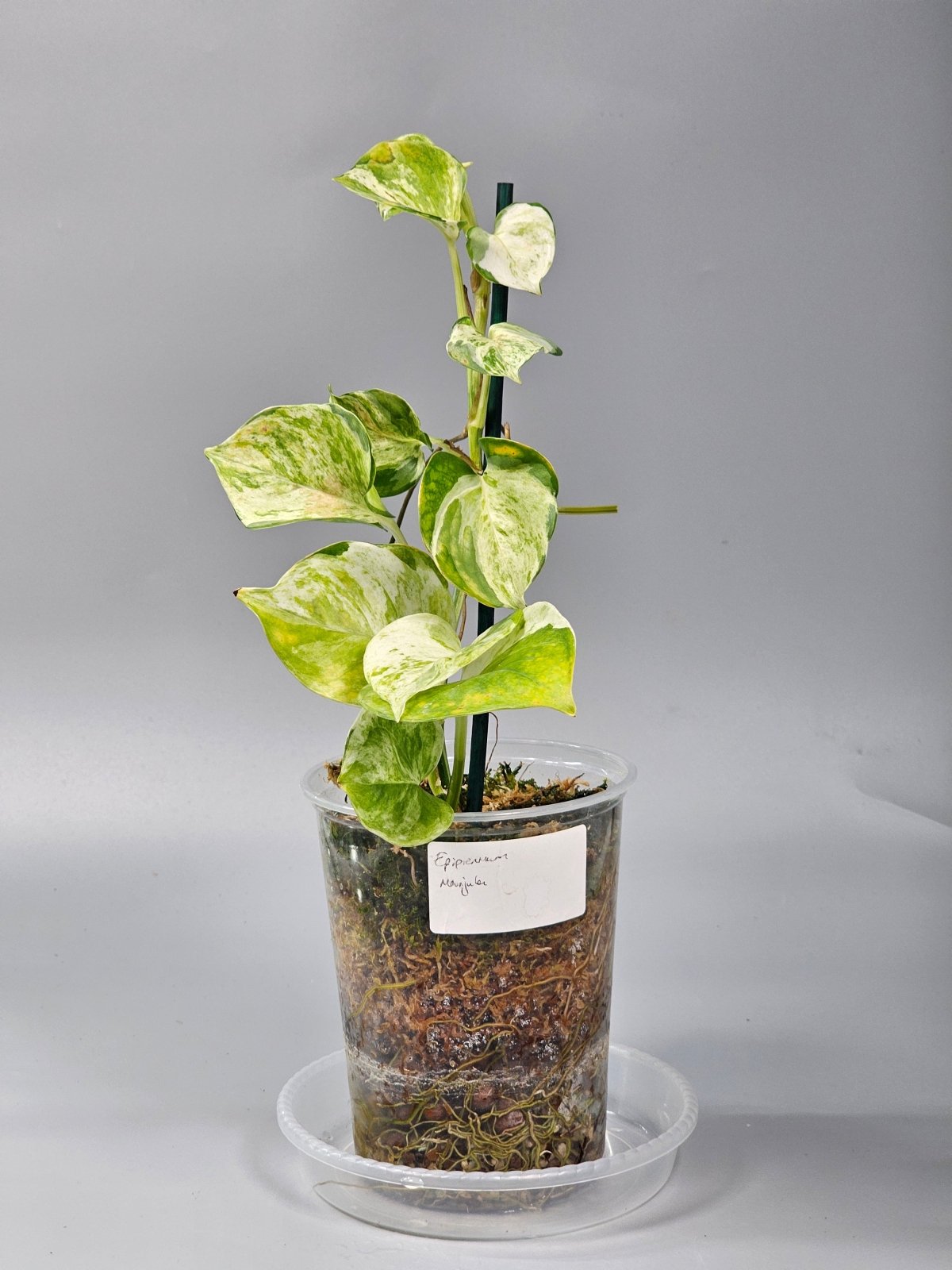 Rare Houseplants - Epipremnum Aureum Manjula - A | Rare Houseplants - Odd Leaf