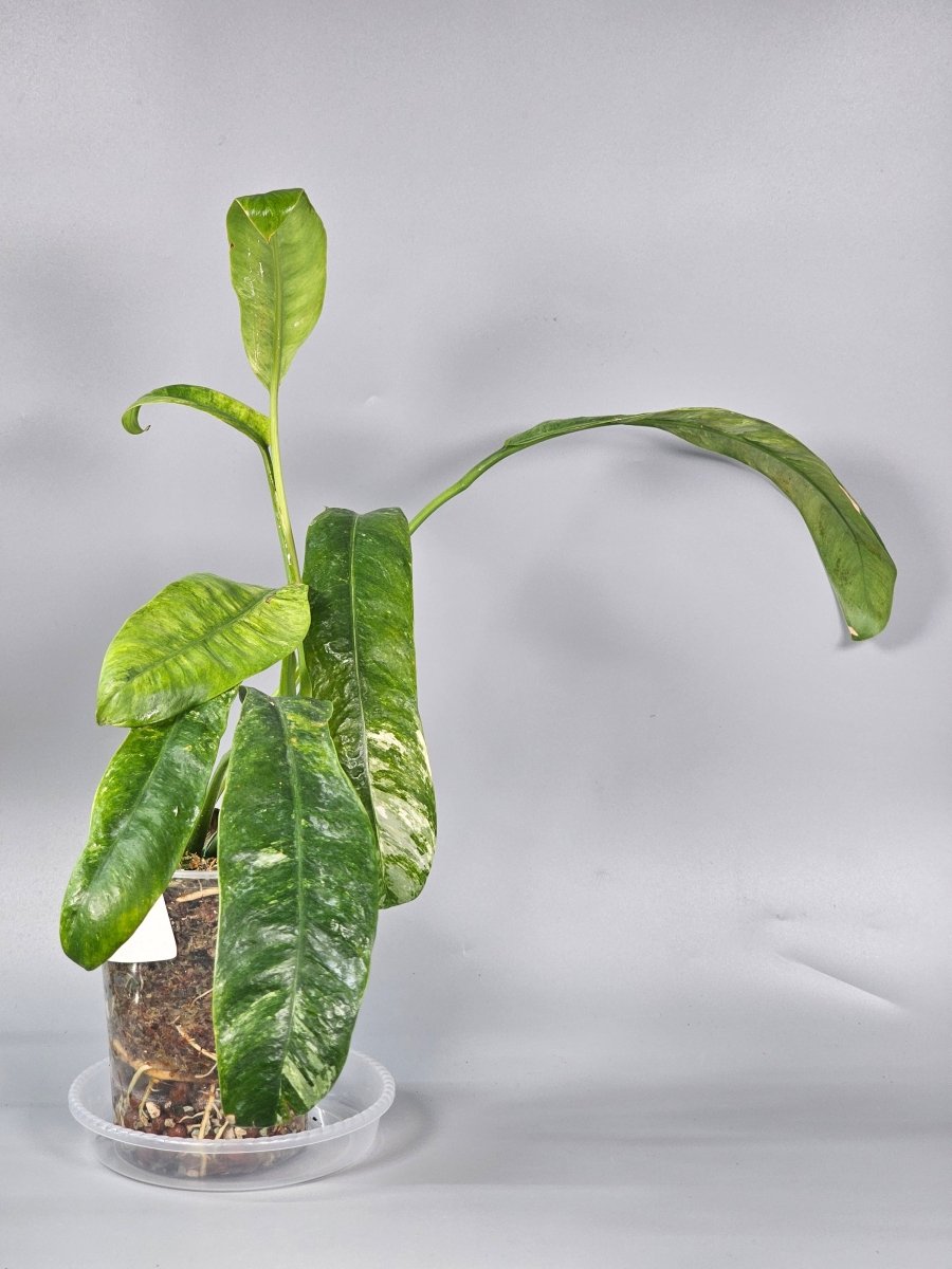 Rare Houseplants - Epipremnum Giganteum Variegated - A - Odd Leaf