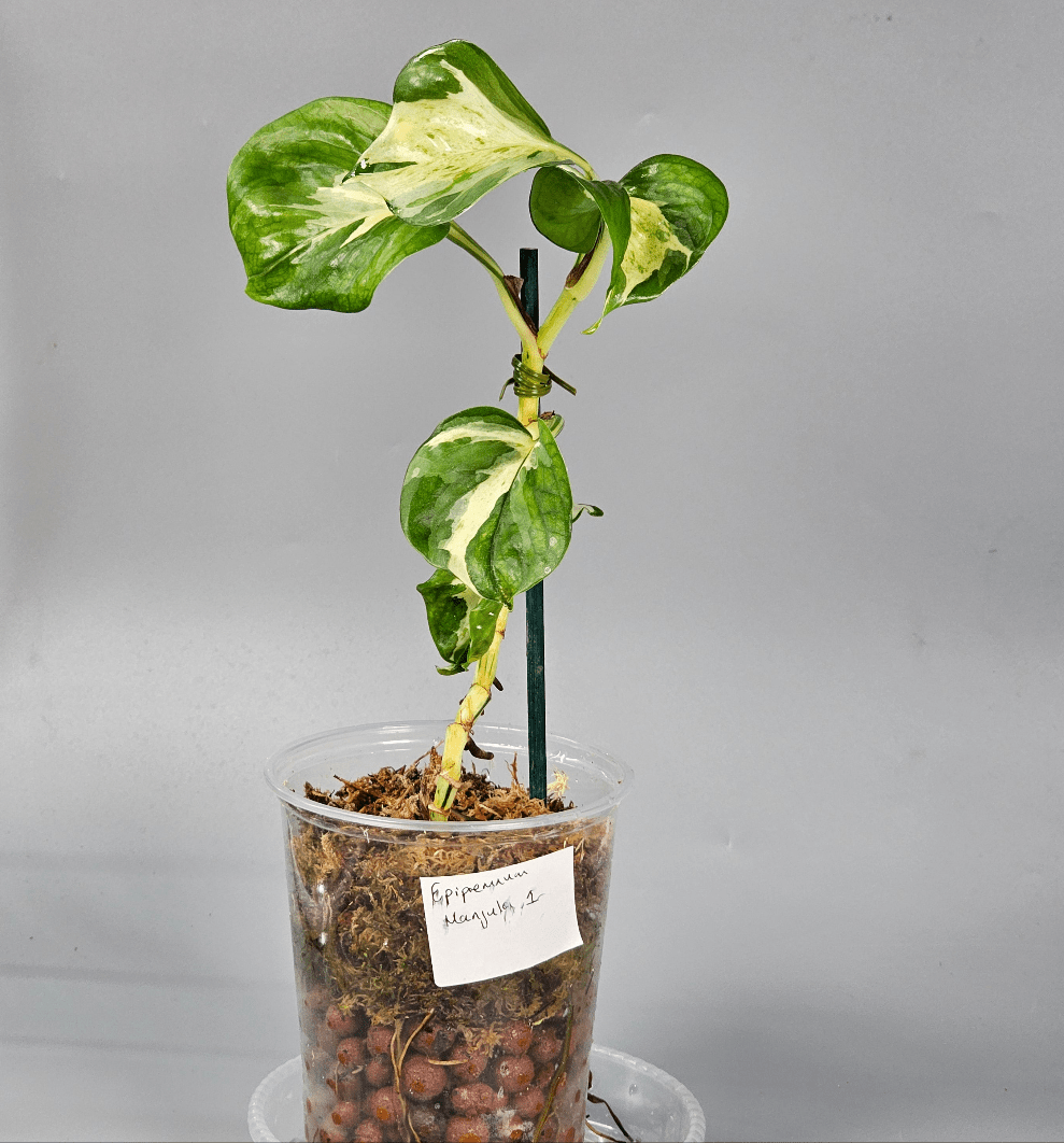 Rare Houseplants - Epipremnum Manjula 1 | Rare Houseplants - Odd Leaf