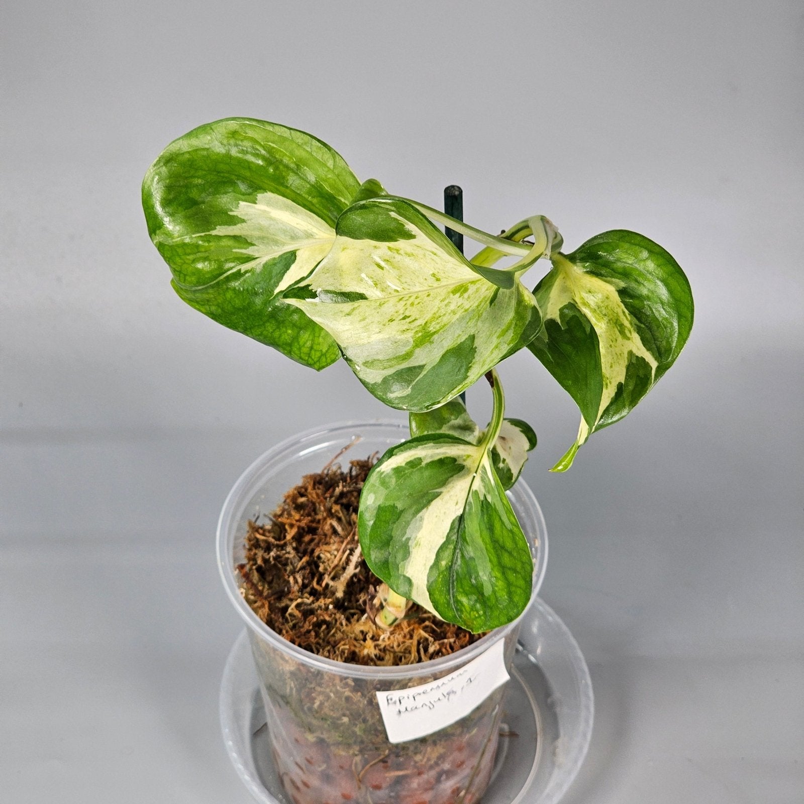 Rare Houseplants - Epipremnum Manjula 1 | Rare Houseplants - Odd Leaf