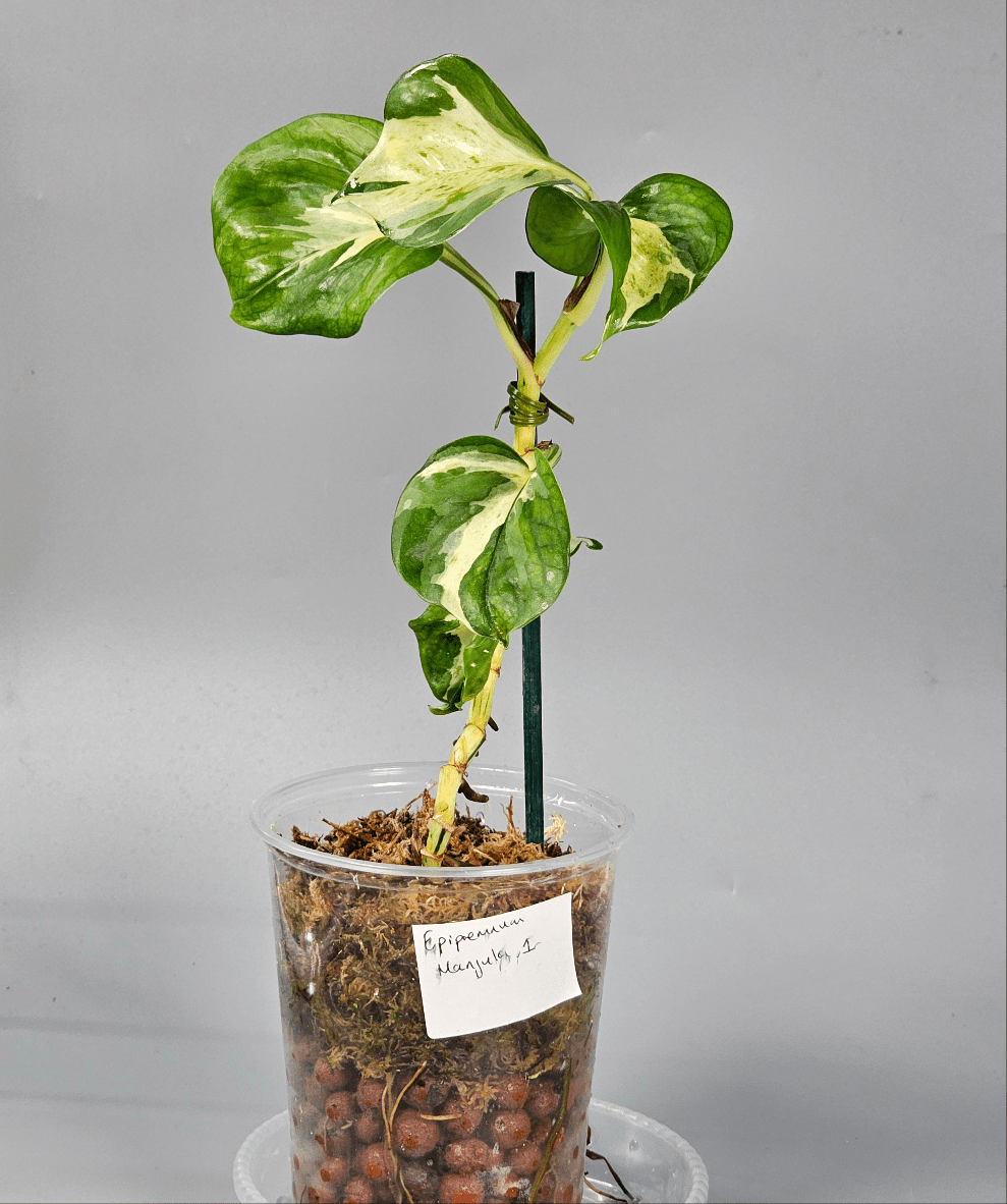 Rare Houseplants - Epipremnum Manjula 1 | Rare Houseplants - Odd Leaf