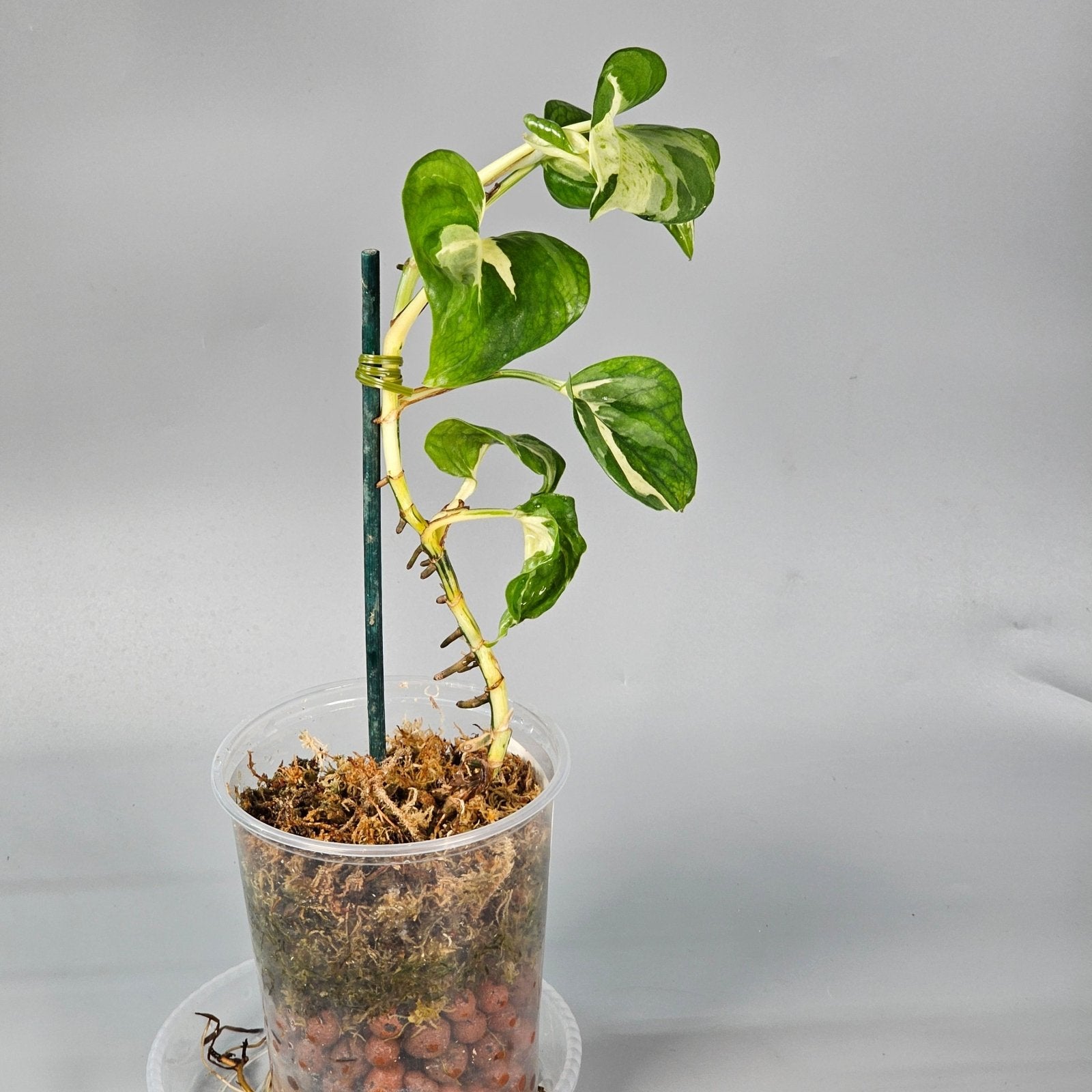 Rare Houseplants - Epipremnum Manjula 1 | Rare Houseplants - Odd Leaf