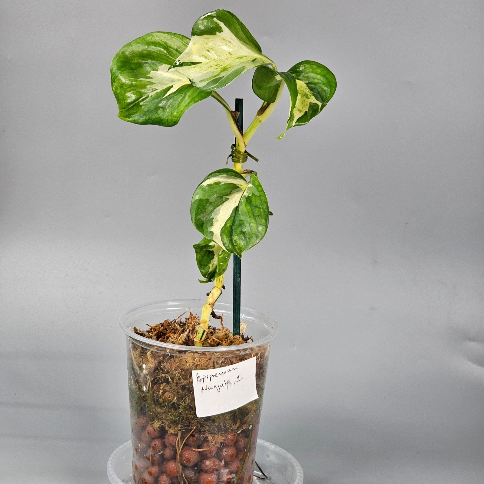 Rare Houseplants - Epipremnum Manjula 1 | Rare Houseplants - Odd Leaf