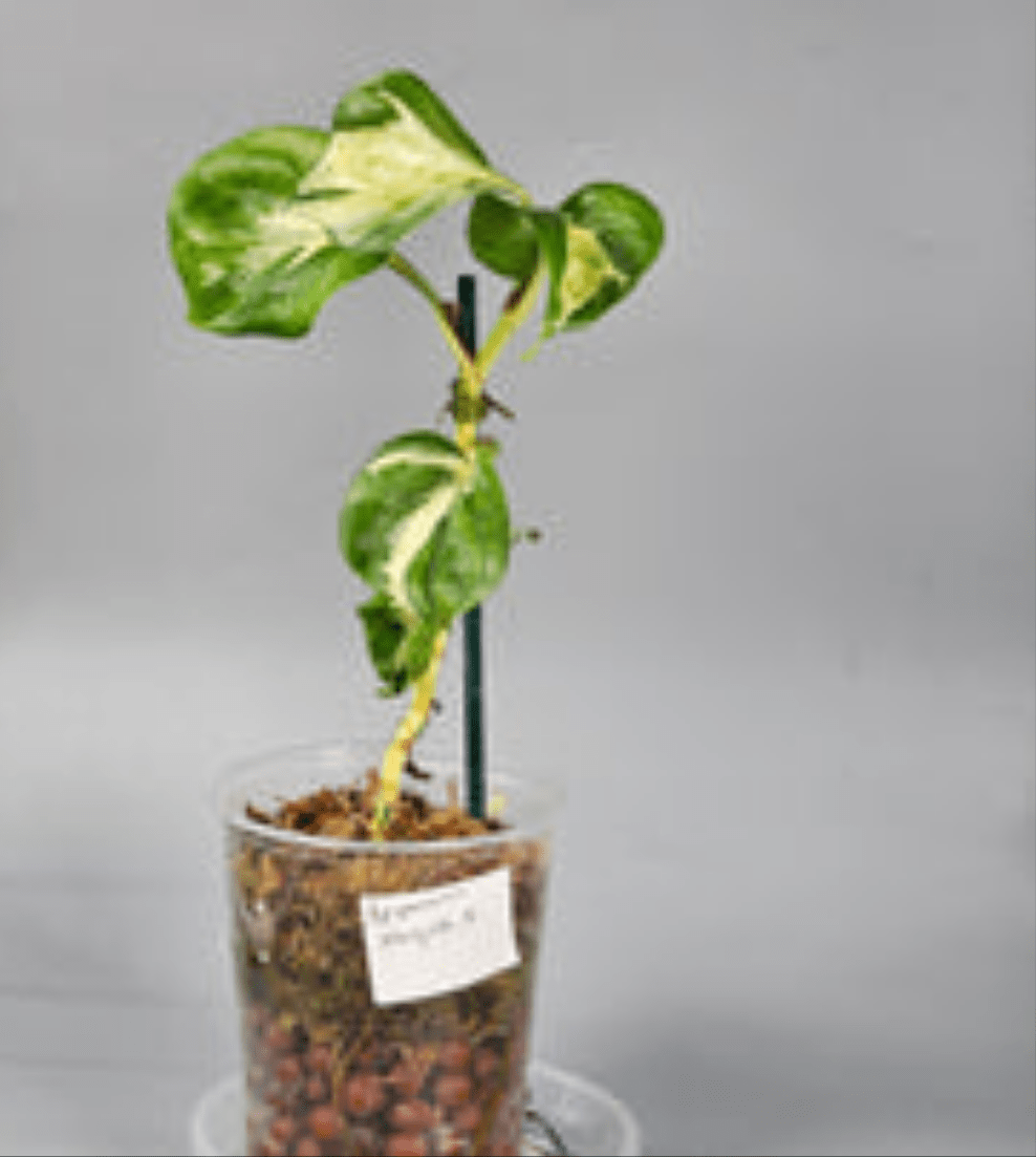Rare Houseplants - Epipremnum Manjula 1 | Rare Houseplants - Odd Leaf