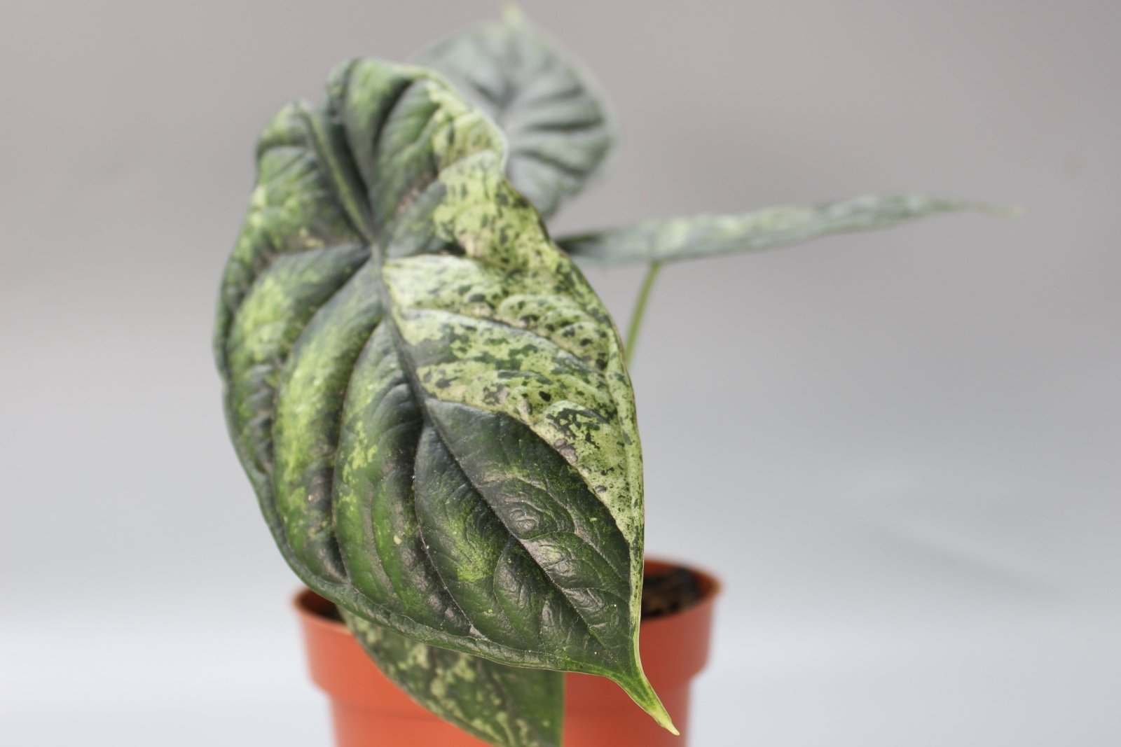 Rare Houseplants - Exotic Mint Trio Bundle - Odd Leaf