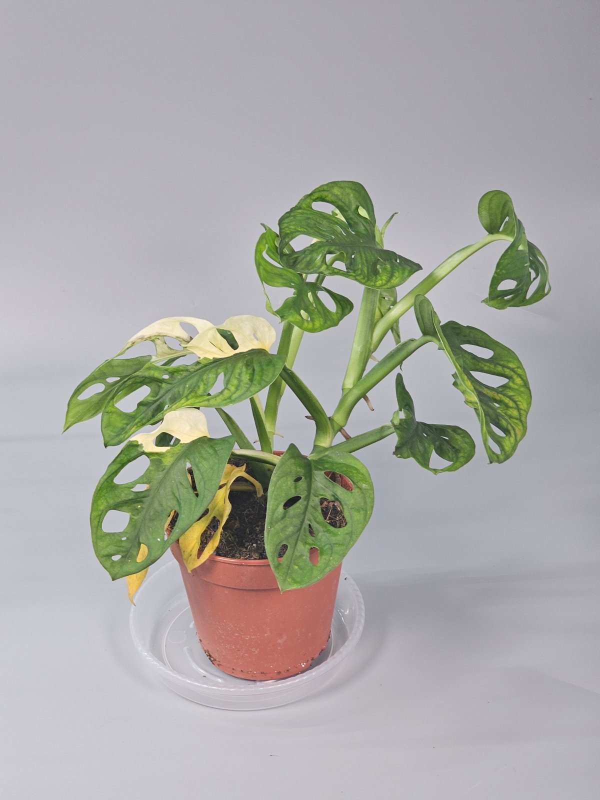 Rare Houseplants - Monstera Adansonii 'variegata' - C | Rare Houseplants - Odd Leaf