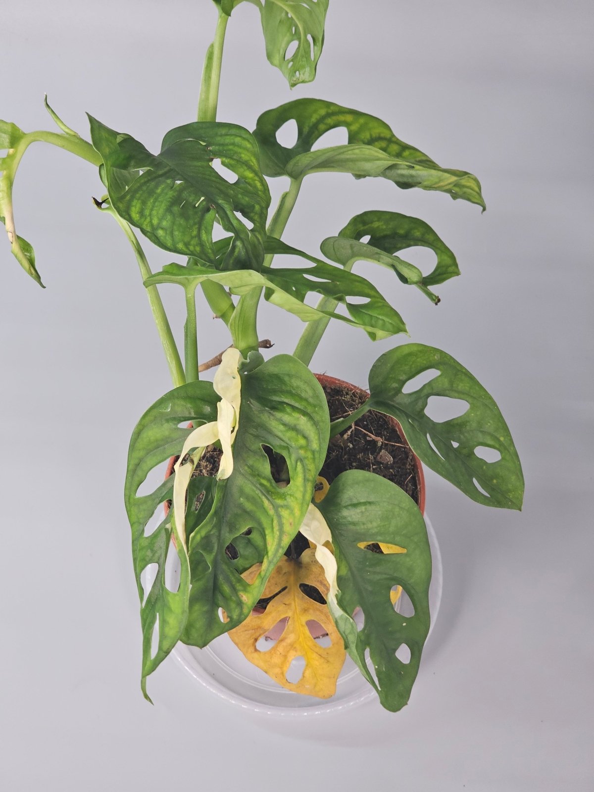 Rare Houseplants - Monstera Adansonii 'variegata' - C | Rare Houseplants - Odd Leaf