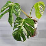 Rare Houseplants - Monstera Albo Medium - A | Rare Houseplants - Odd Leaf