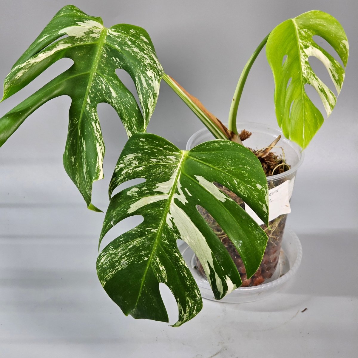 Rare Houseplants - Monstera Albo Medium - A | Rare Houseplants - Odd Leaf