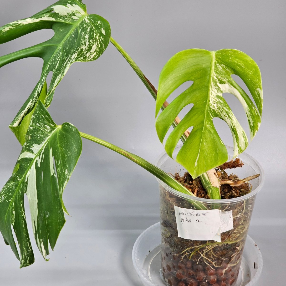 Rare Houseplants - Monstera Albo Medium - A | Rare Houseplants - Odd Leaf