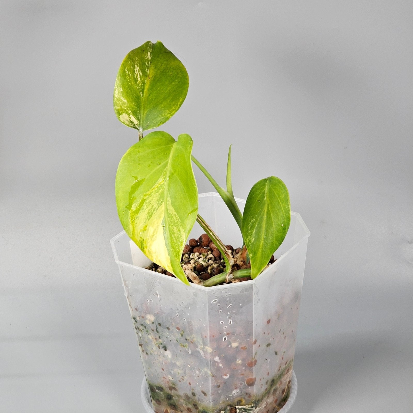 Rare Houseplants - Monstera Aurea 1 | Rare Houseplants - Odd Leaf