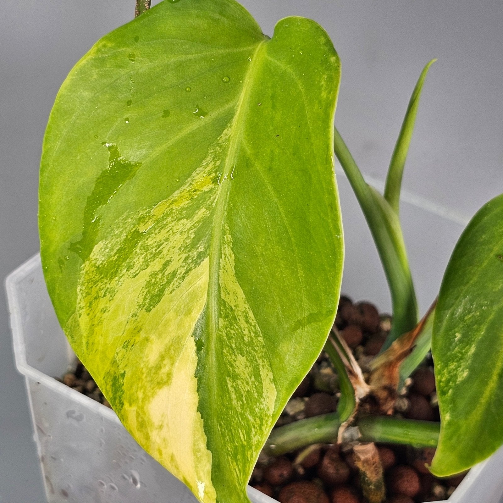 Rare Houseplants - Monstera Aurea 1 | Rare Houseplants - Odd Leaf
