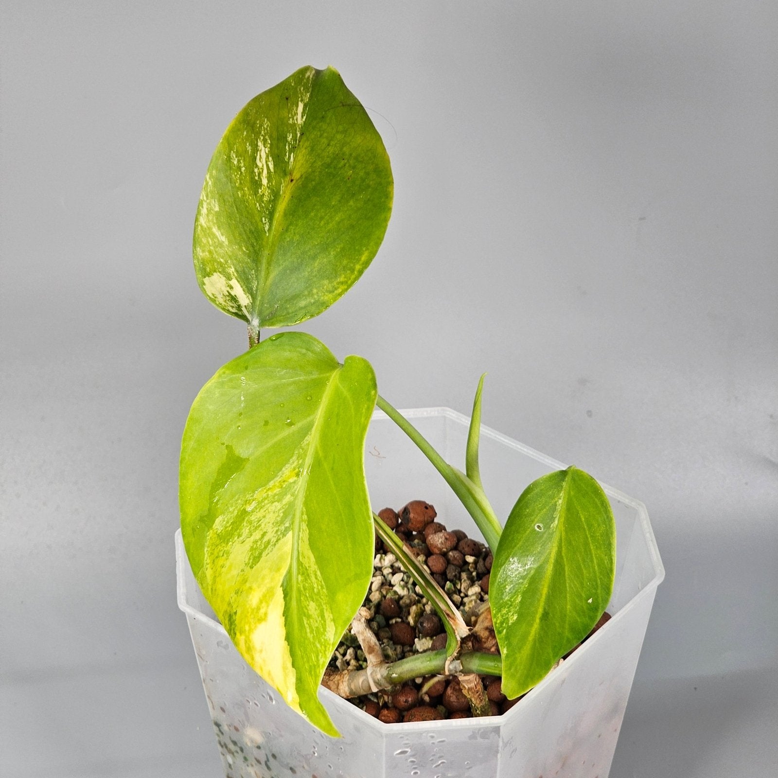 Rare Houseplants - Monstera Aurea 1 | Rare Houseplants - Odd Leaf