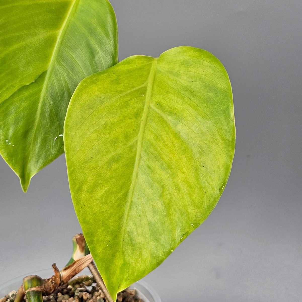 Rare Houseplants - Monstera Aurea 2 - Odd Leaf