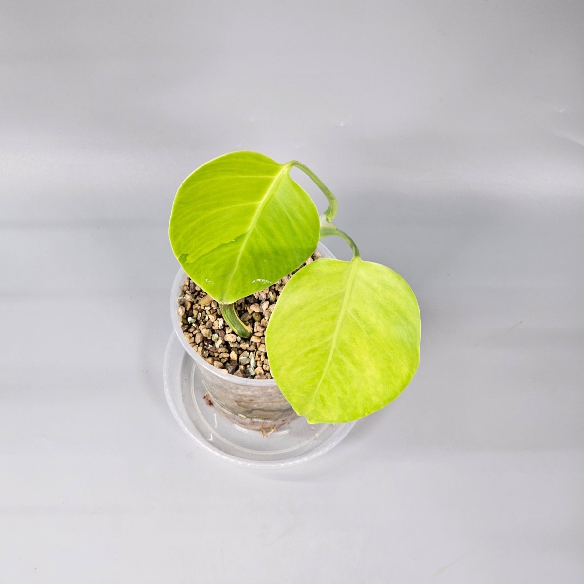 Rare Houseplants - Monstera Aurea 2 - Odd Leaf