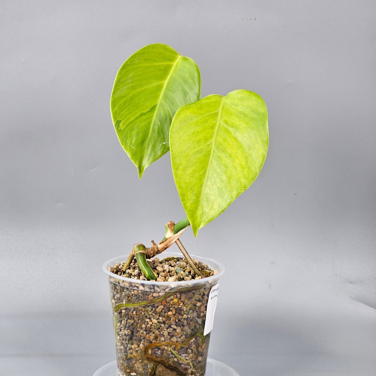 Rare Houseplants - Monstera Aurea 2 - Odd Leaf