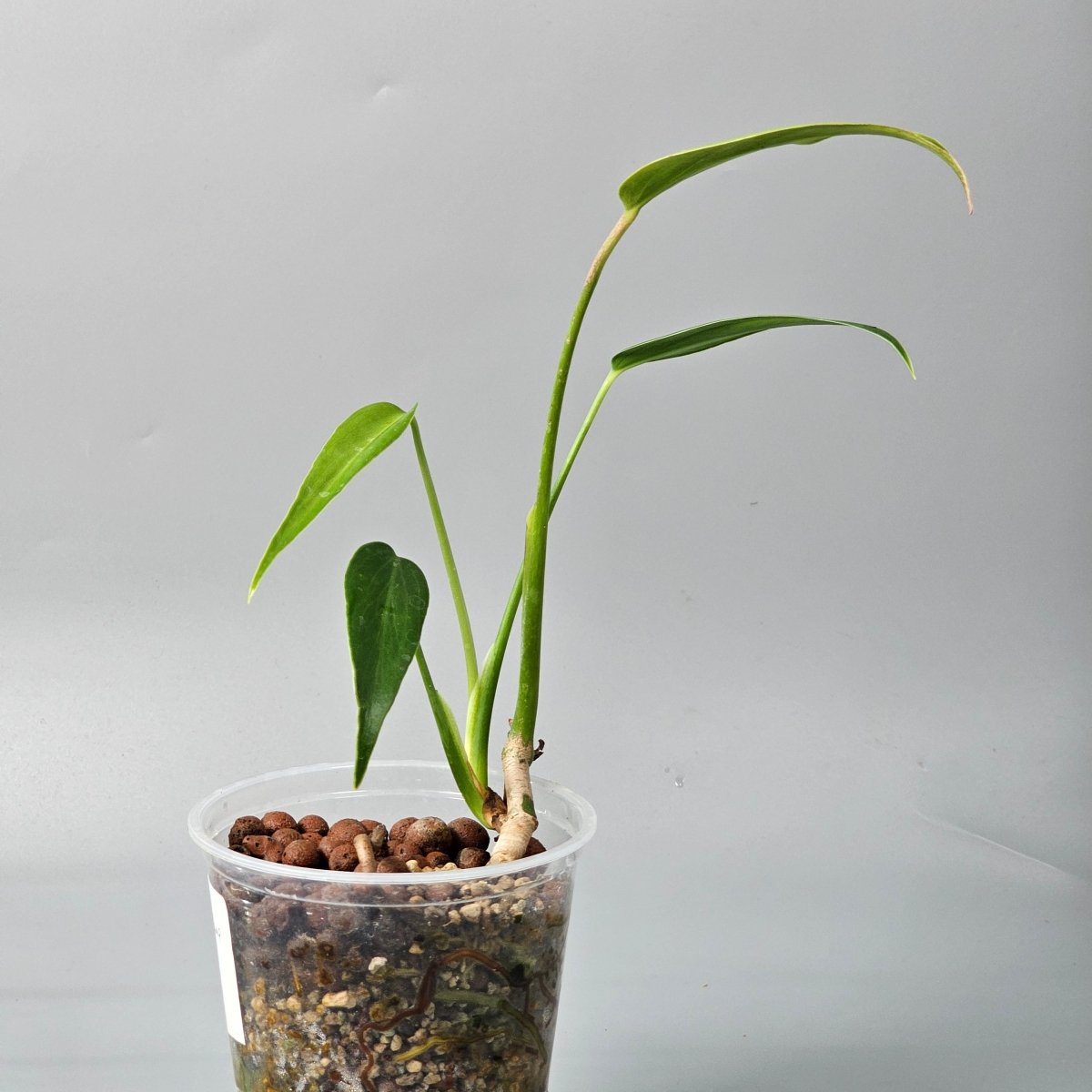 Rare Houseplants - Monstera Burle Marx Flame 1 11cm - Odd Leaf