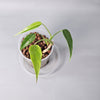 Rare Houseplants - Monstera Burle Marx Flame 1 11cm - Odd Leaf