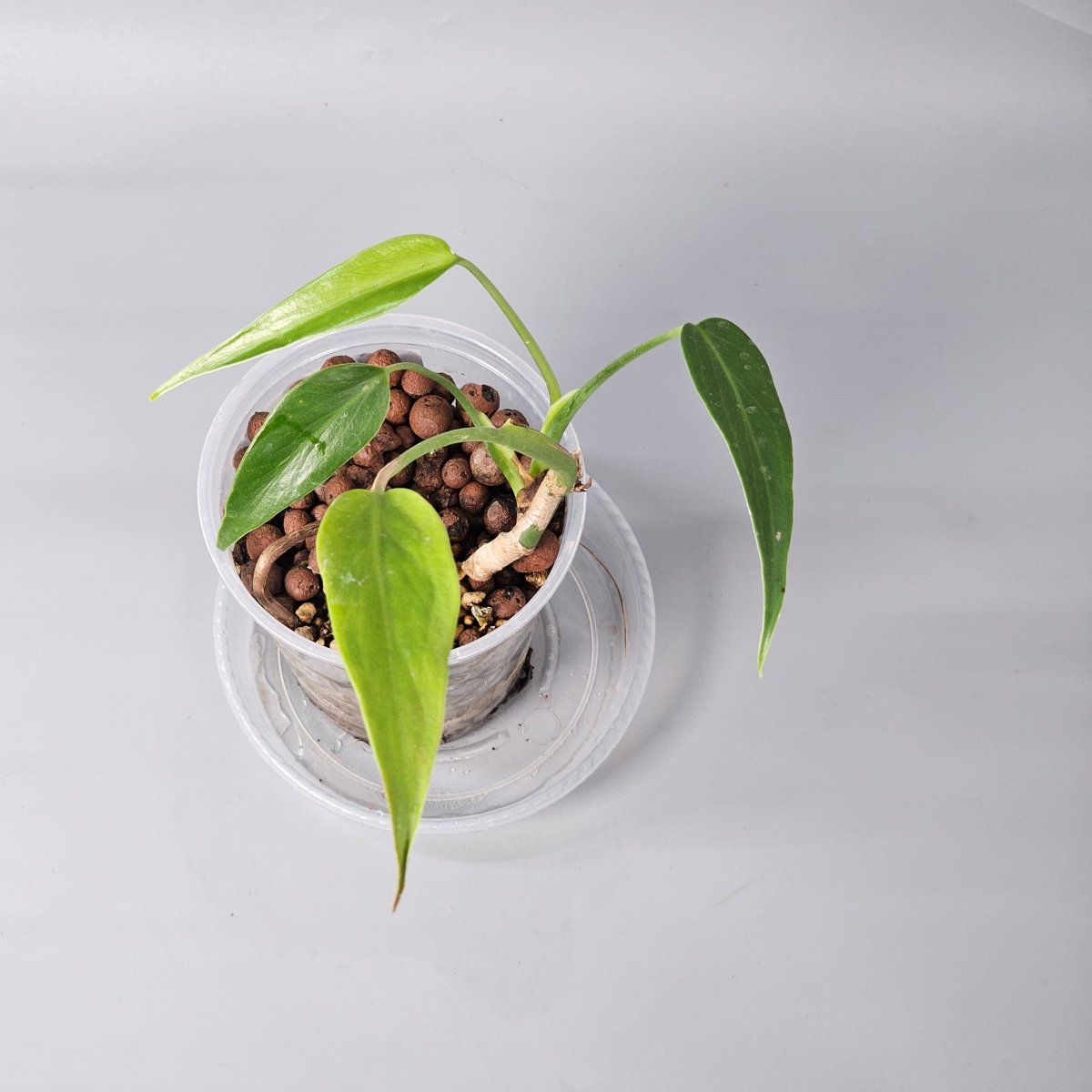 Rare Houseplants - Monstera Burle Marx Flame 1 11cm - Odd Leaf
