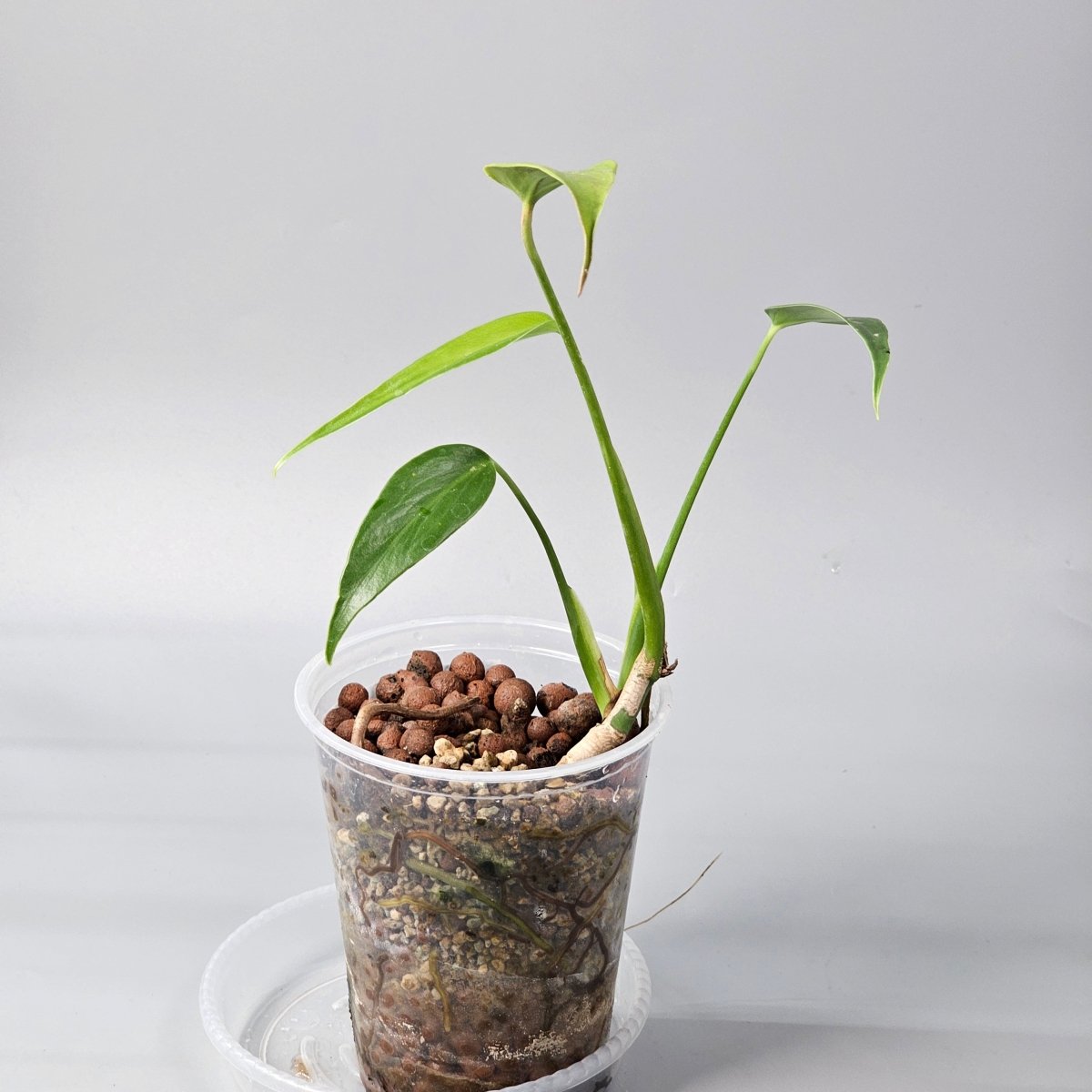 Rare Houseplants - Monstera Burle Marx Flame 1 11cm - Odd Leaf
