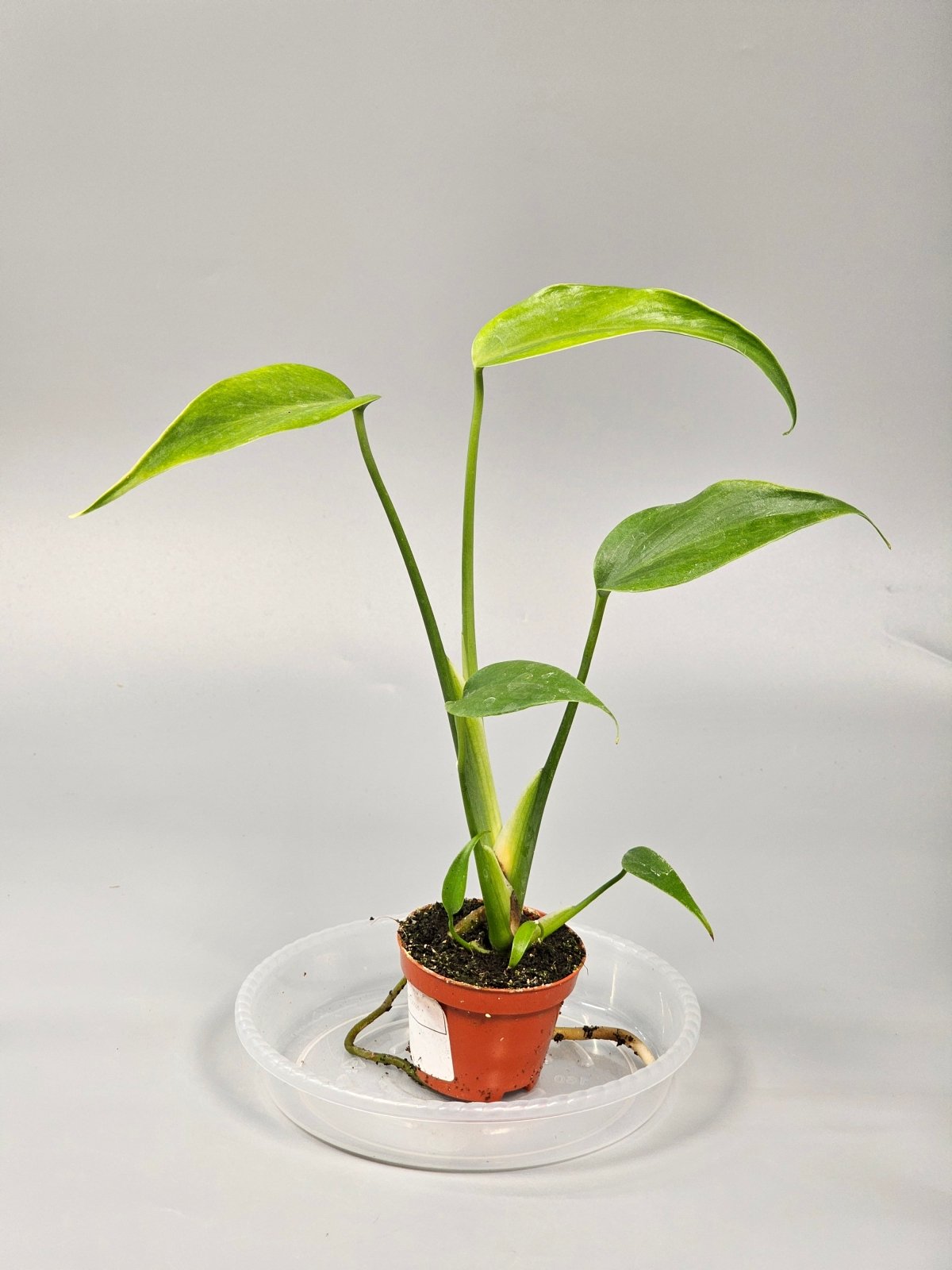 Rare Houseplants - Monstera 'burle Marx Flame' - F | Rare Houseplants - Odd Leaf