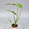 Rare Houseplants - Monstera 'burle Marx Flame' - G | Rare Houseplants - Odd Leaf