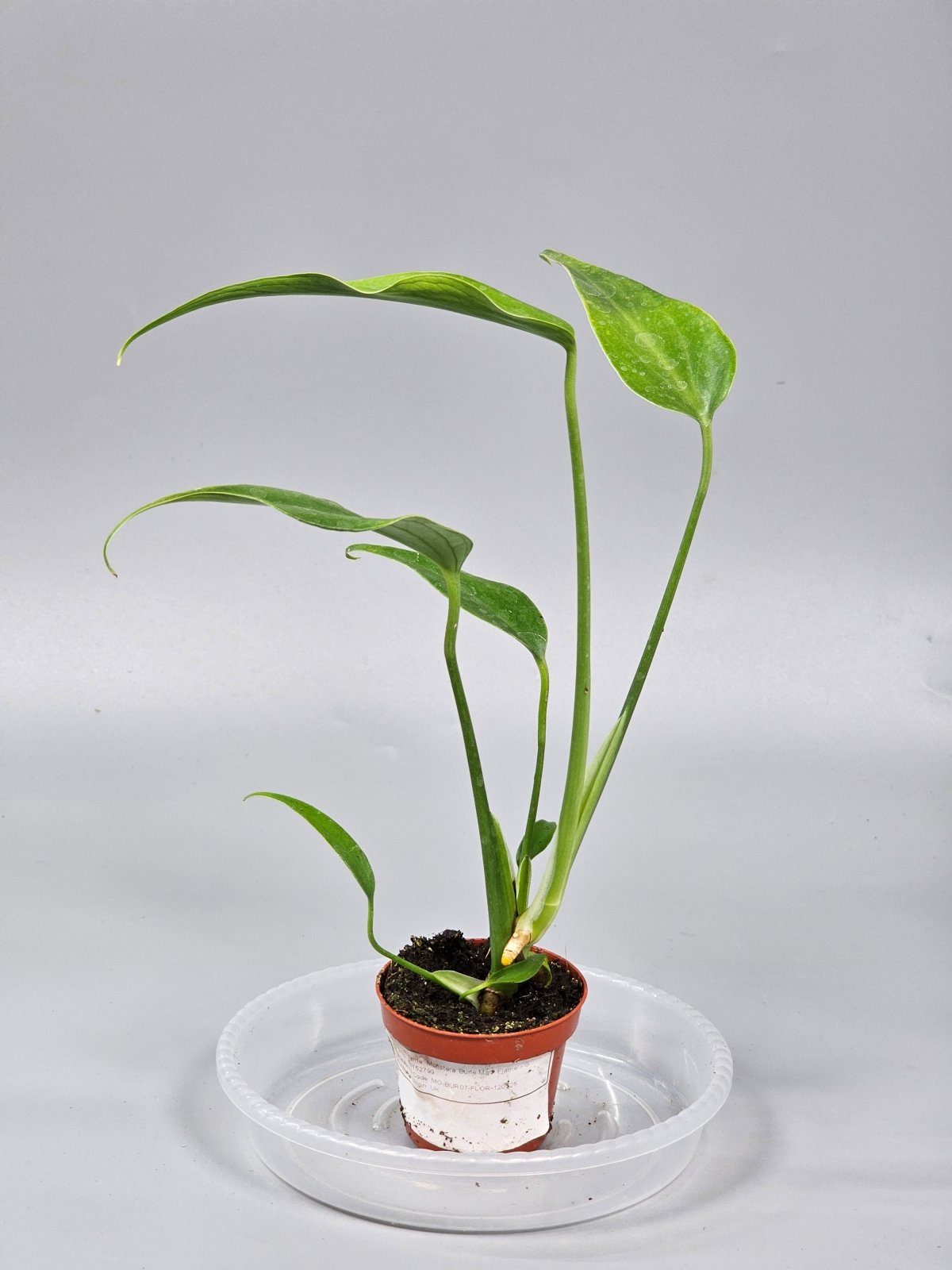 Rare Houseplants - Monstera 'burle Marx Flame' - G | Rare Houseplants - Odd Leaf