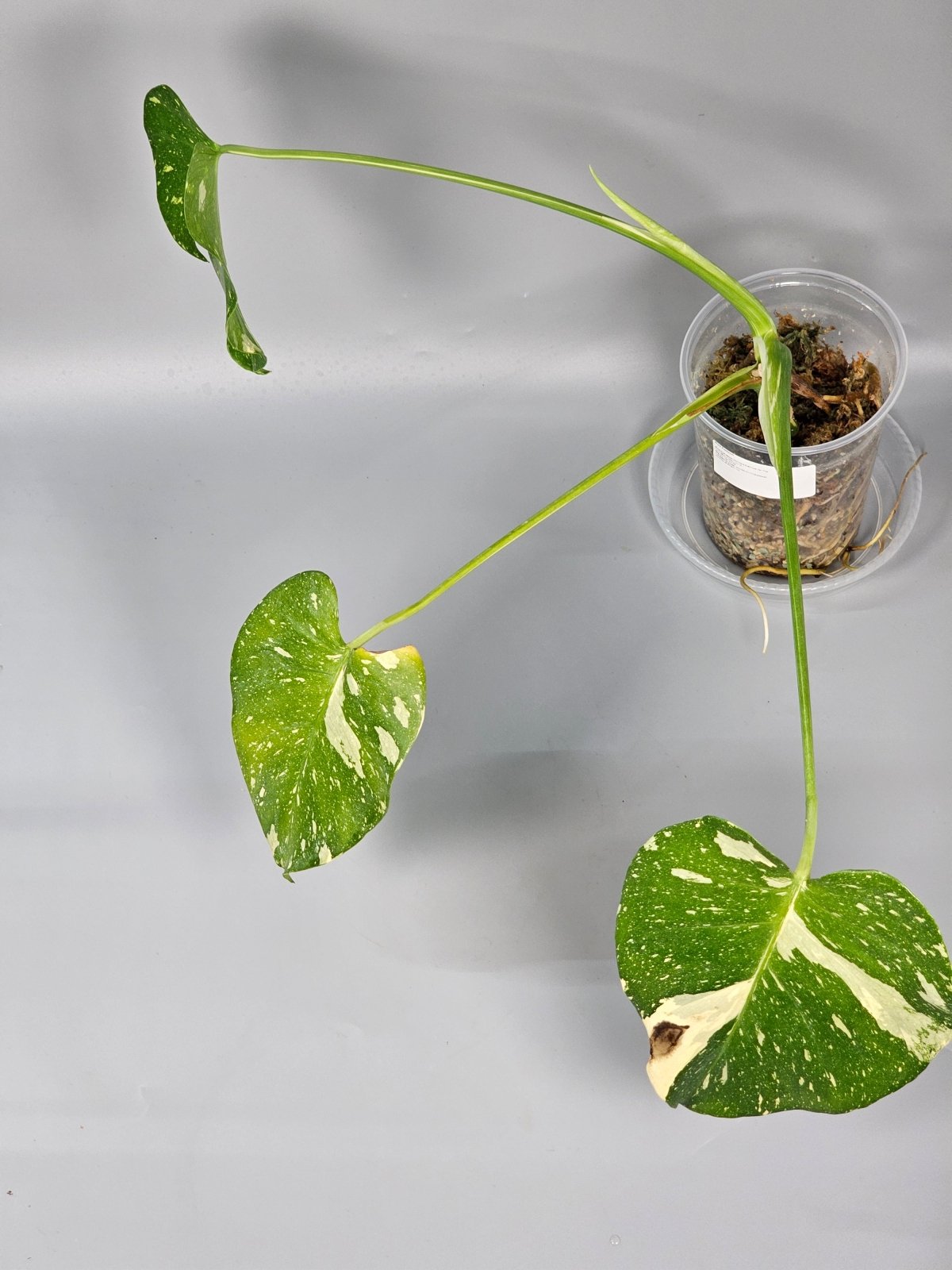 Rare Houseplants - Monstera Deliciosa Var Thai Constellation Medium - A | Rare Houseplants - Odd Leaf