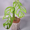 Rare Houseplants - Monstera Esqueleto - Odd Leaf