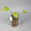 Rare Houseplants - Monstera Green Snow 1 11cm - Odd Leaf