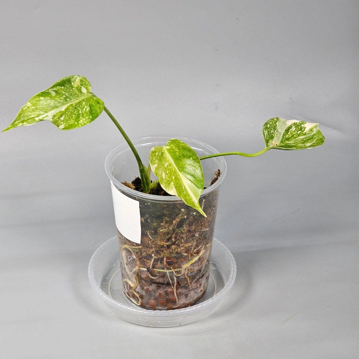 Rare Houseplants - Monstera Green Snow 1 11cm - Odd Leaf