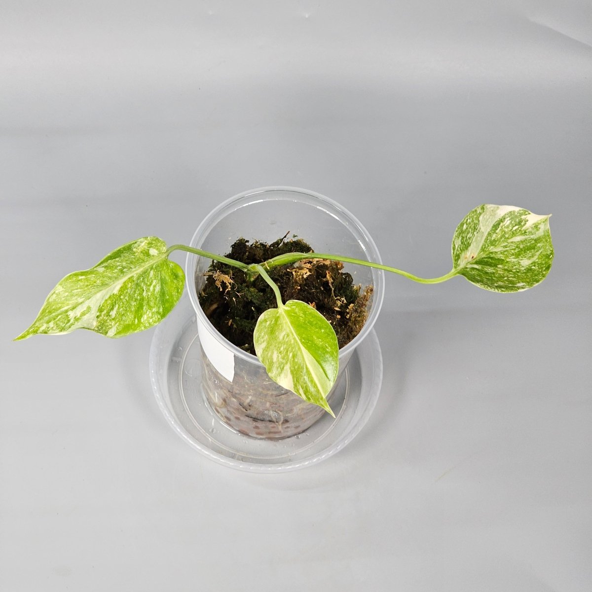 Rare Houseplants - Monstera Green Snow 1 11cm - Odd Leaf