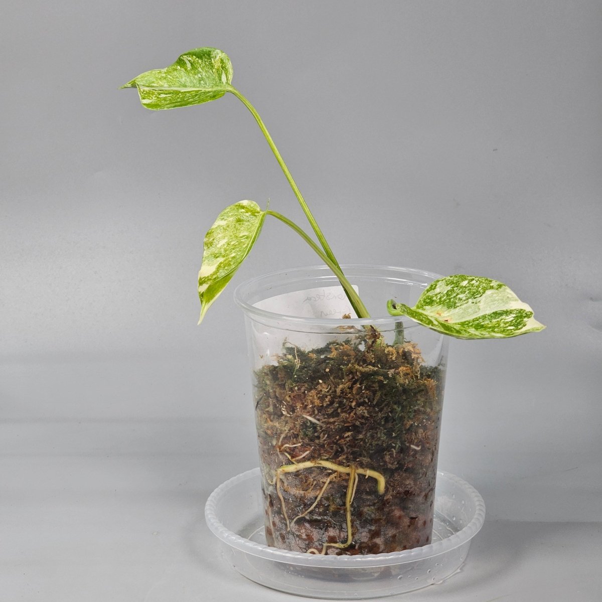 Rare Houseplants - Monstera Green Snow 1 11cm - Odd Leaf