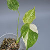 Rare Houseplants - Monstera Green Snow | Rare Houseplant - Odd Leaf