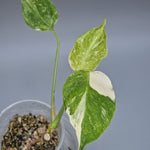 Rare Houseplants - Monstera Green Snow | Rare Houseplant - Odd Leaf