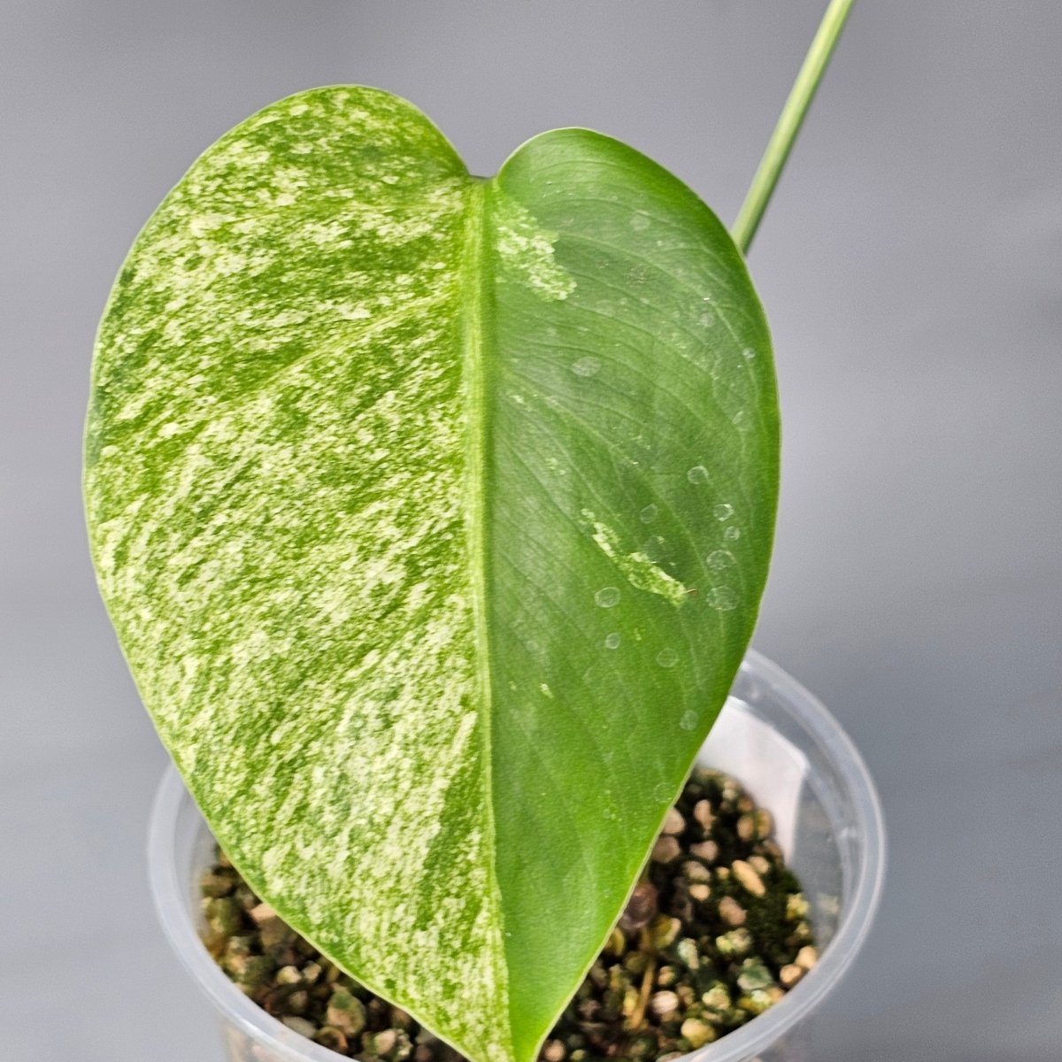 Rare Houseplants - Monstera Jungle Mint 2 11cm - Odd Leaf