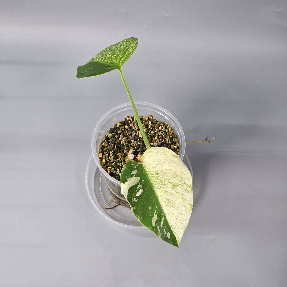 Rare Houseplants - Monstera Jungle Mint 2 11cm - Odd Leaf
