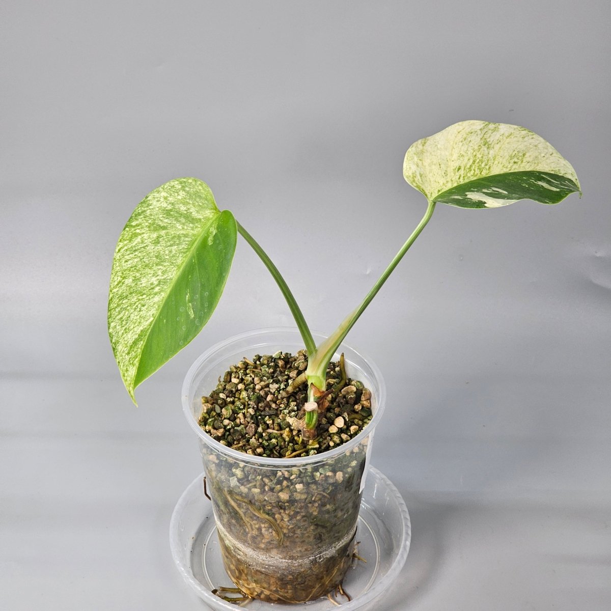 Rare Houseplants - Monstera Jungle Mint 2 11cm - Odd Leaf