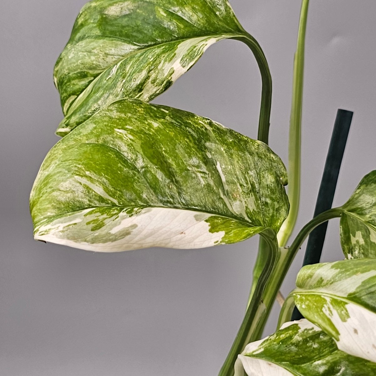 Rare Houseplants - Monstera Lechleriana Variegated 1 | Rare Houseplants - Odd Leaf