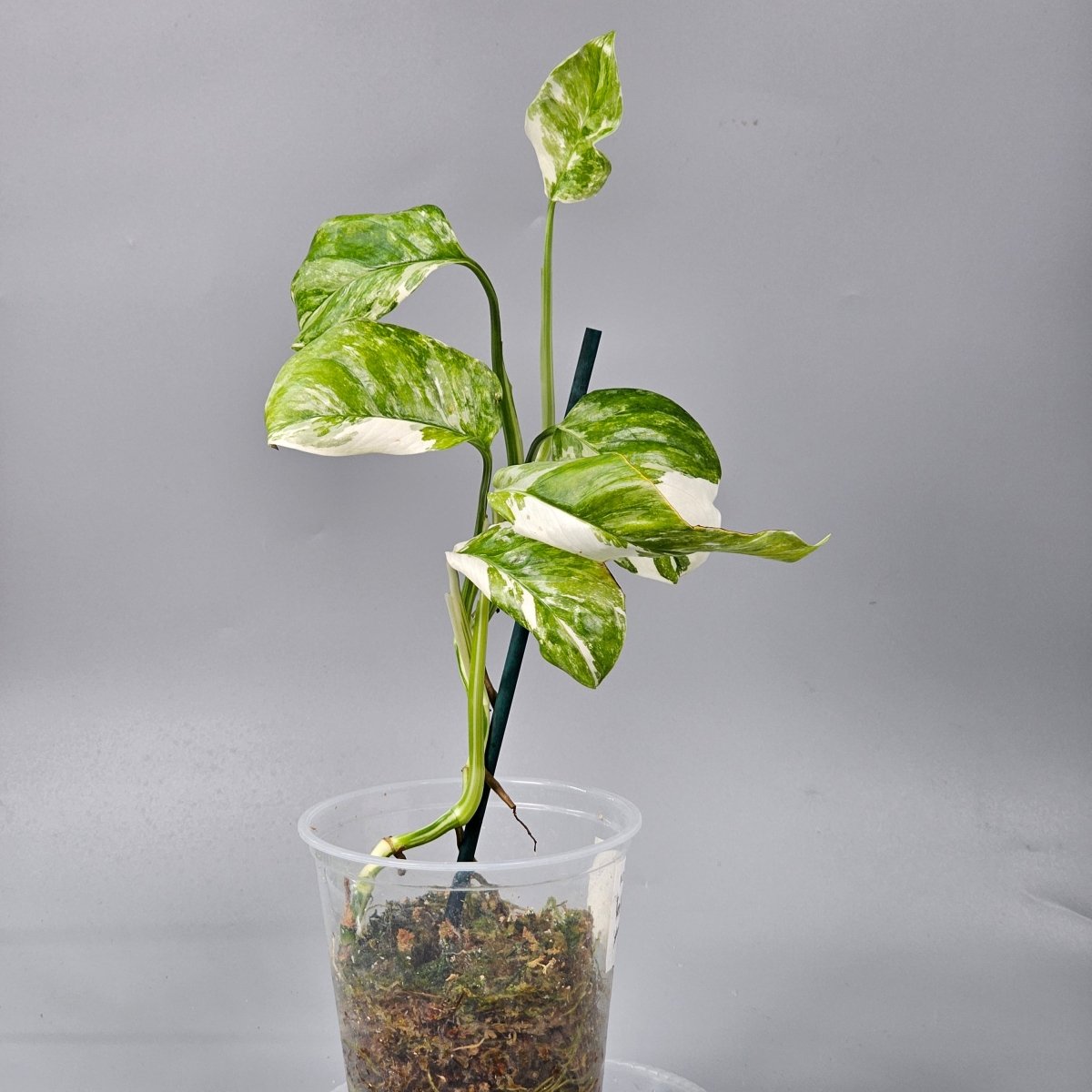 Rare Houseplants - Monstera Lechleriana Variegated 1 | Rare Houseplants - Odd Leaf