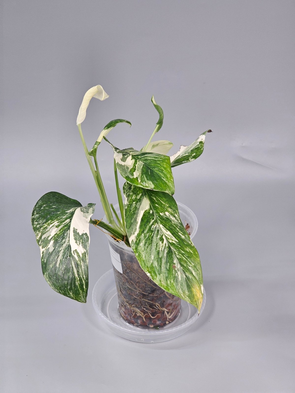 Rare Houseplants - Monstera Lechleriana Variegated - C | Rare Houseplants - Odd Leaf
