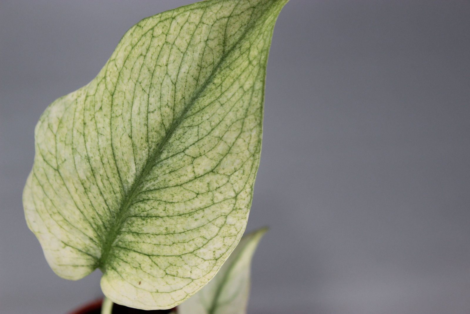 Rare Houseplants - Monstera Mint - Odd Leaf